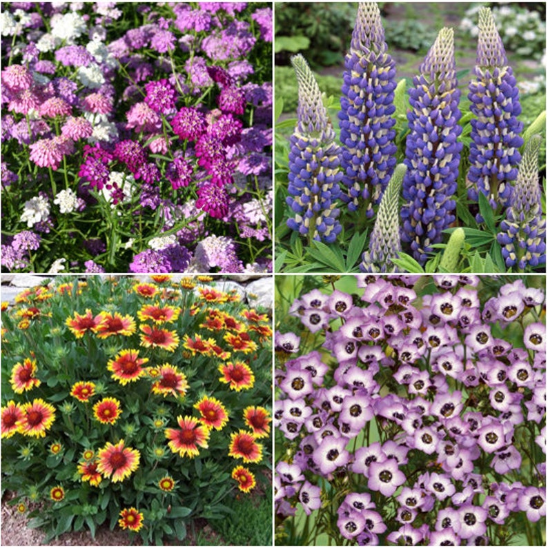 Birds, Bees, Butterflies Pollinator Mix Flower Seeds 22 Species Variety Fragrant Color Annual Perennial Flowers Seed 2024 Fast Shipping image 7