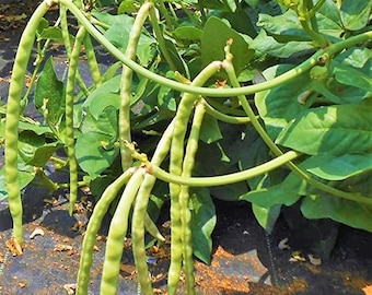 Mississippi Cream Pea Cowpea Seeds | Southern Field Pea Lady Zipper Crowder Vegetable Cover Crop Cow Pea Bean Seed 2024 Season Fast Shipping