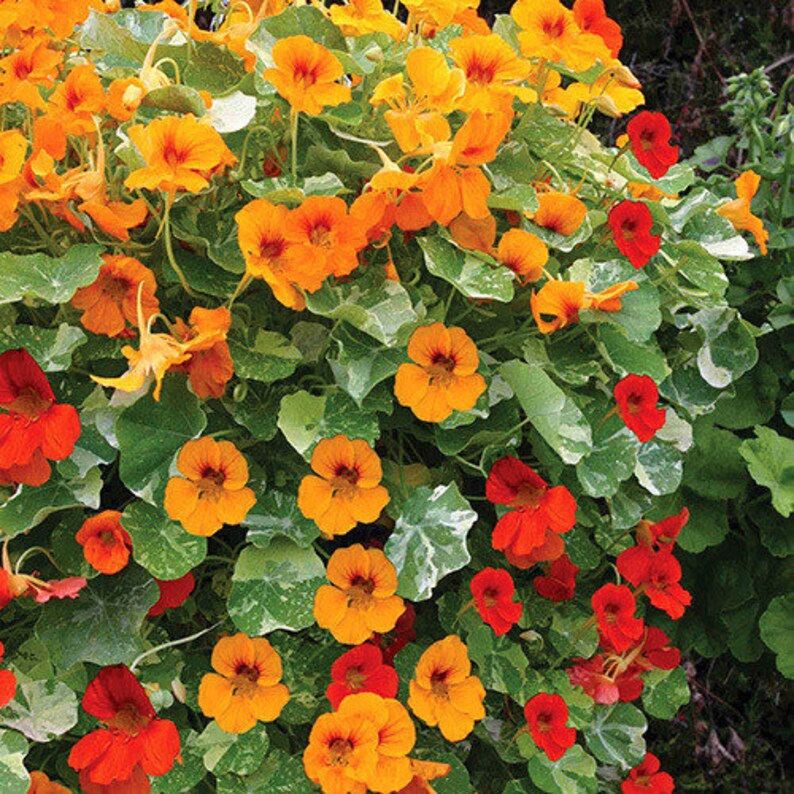Dwarf Jewel Mix Nasturtium Seeds USA Garden Tropical Etsy