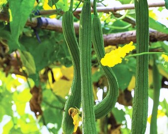 Extra Long Smooth Luffa Seeds | Non GMO Loofah Loofa Calabash Chinese Okra Gourd Squash Bitter Melon Asian Vegetable Seed 2024 Fast Shipping