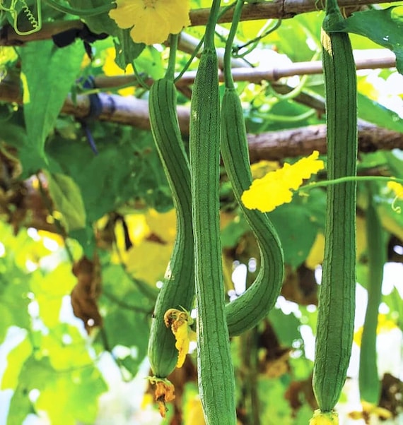 Extra Long Smooth Luffa Seeds Non Gmo Loofah Loofa Calabash | Etsy Australia