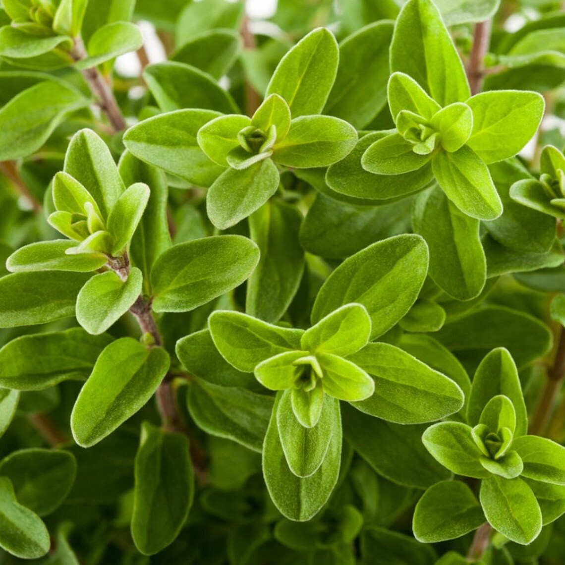 Sweet Marjoram Seeds Organic Non GMO Heirloom Herbs Etsy