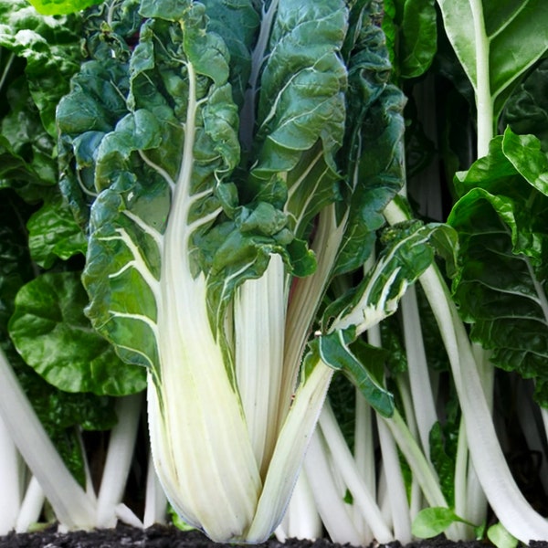 Large White Ribbed Swiss Chard Seeds | Silverbeet Spinach Beet Kale Collards Fordhook Garden Vegetable Seed For 2024 Season Fast Shipping