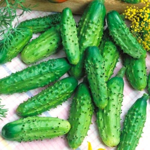 Parisian Gherkin Cucumber Seeds French Cornichon Baby Cucumbers Pickle Mini Kirby F1 Hybrid Vegetable Seed For 2024 Season Fast Shipping image 4