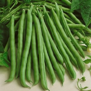 Kentucky Wonder Green Bean Seeds (Pole) | Heirloom Climbing Runner Beans Stringless Snap Peas Vegetable Seed Fresh for 2024 Fast Shipping