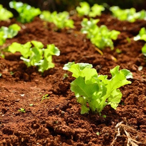 Zwart gezaaide Simpson groene bladslazaden Lactuca Sativa Salade Spinazie Bibb Niet-GMO Tuin Groentezaad 2024 Seizoen Snelle verzending afbeelding 3