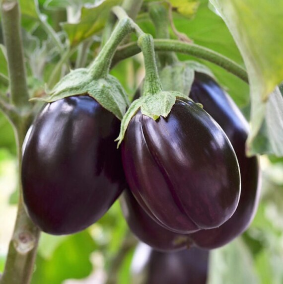 Black Beauty Eggplant Seeds Large Purple Aubergine Brinjal Etsy