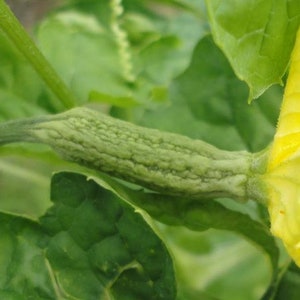 Green Skin Bitter Melon Seeds Bitter Gourd Indian Karela Squash Chinese FuGua Garden US Asian Vegetable Seed For 2024 Season Free Shipping image 3