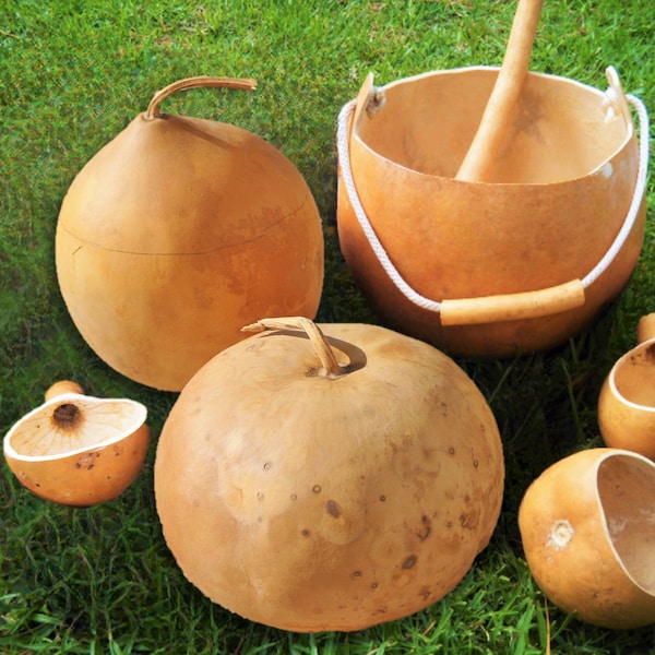 Bushel Gourd Seeds | Hard-Shelled Ornamental Gourds Lagenaria Basketball Basket Carving African Squash Seed For 2024 Season Fast Shipping