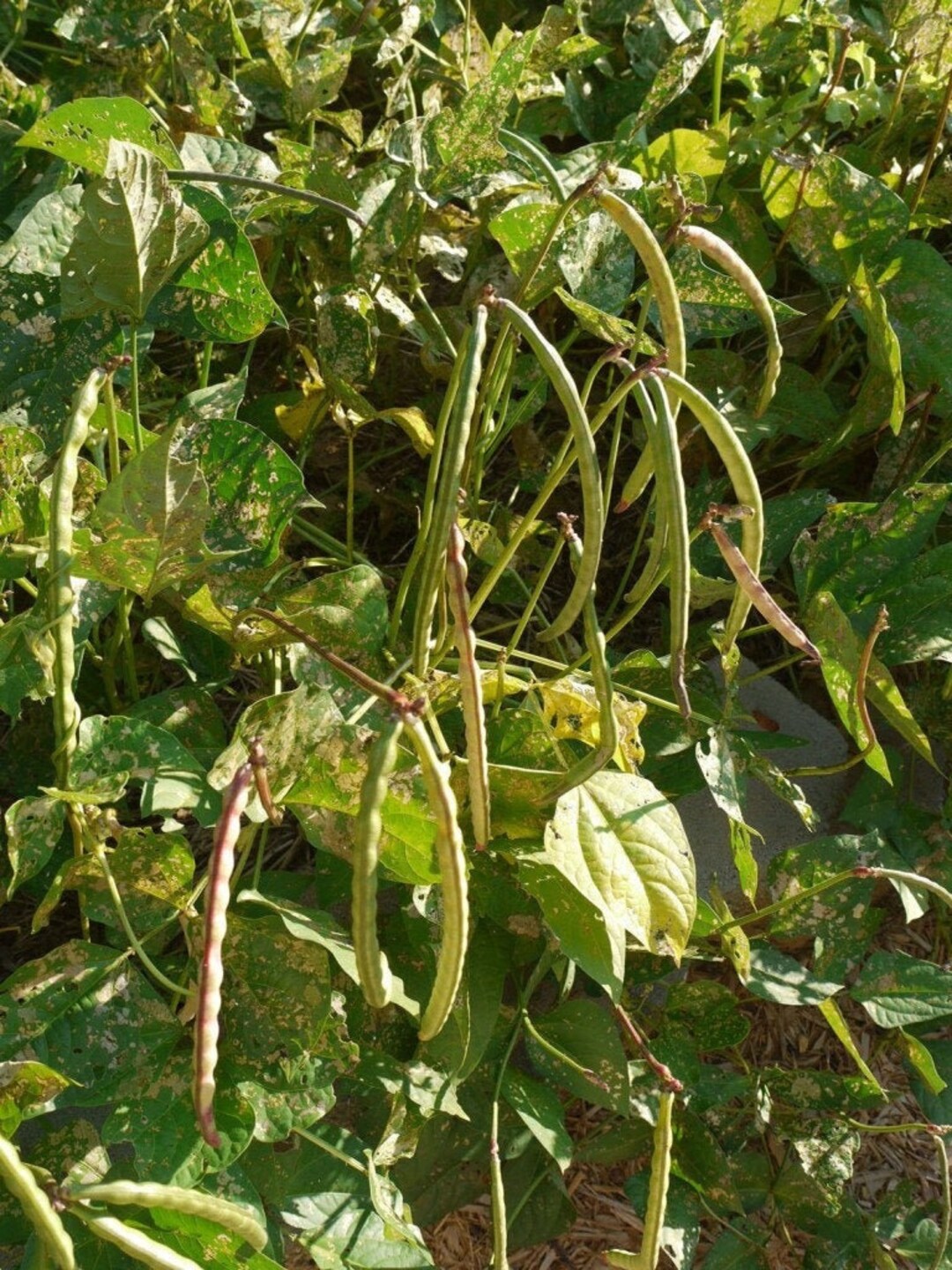 Mississippi Silver Hull Cowpea Seeds Brown Crowder Cow Pea Silverskin