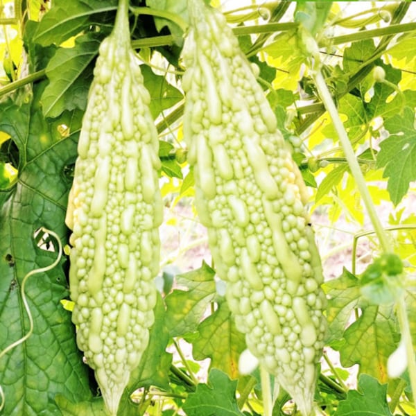 White Pearl Bitter Melon Seeds | Bitter Gourd Indian Karela Chinese Fu Qua Squash Hybrid Asian Vegetable Seed For 2024 Season Fast Shipping