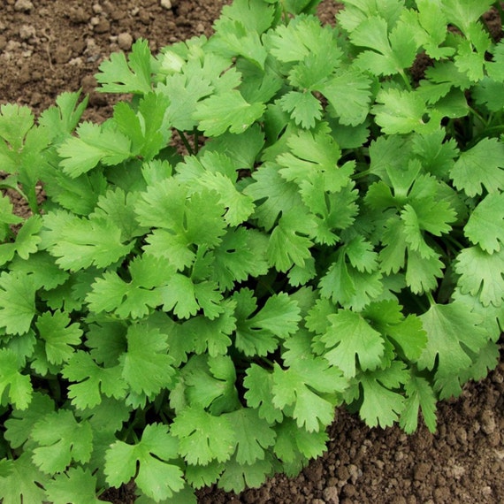 Leisure Cilantro Seeds Slow Bolting Mexican Coriander Etsy