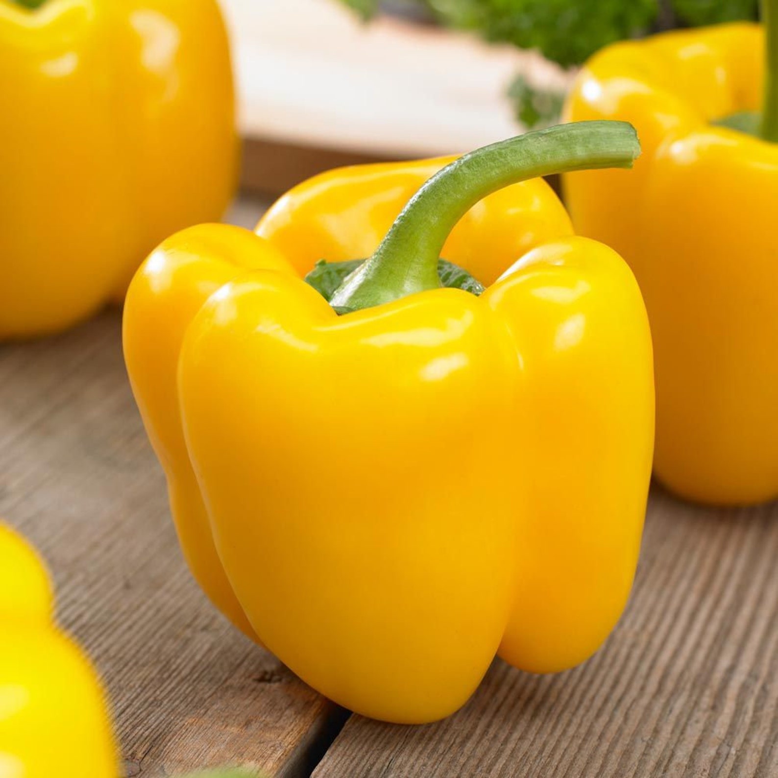 Golden Cal Wonder Sweet Bell Pepper Seeds Yellow California Etsy México