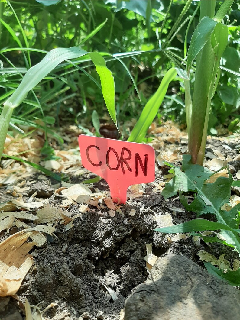 WHITE Plant Labels Garden Row Marker Label Stake Seeds Etsy