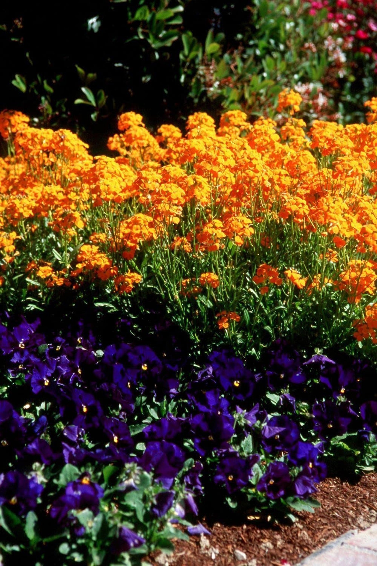 Siberian Wallflower Seeds Erysimum Cheiri Cheiranthus Etsy