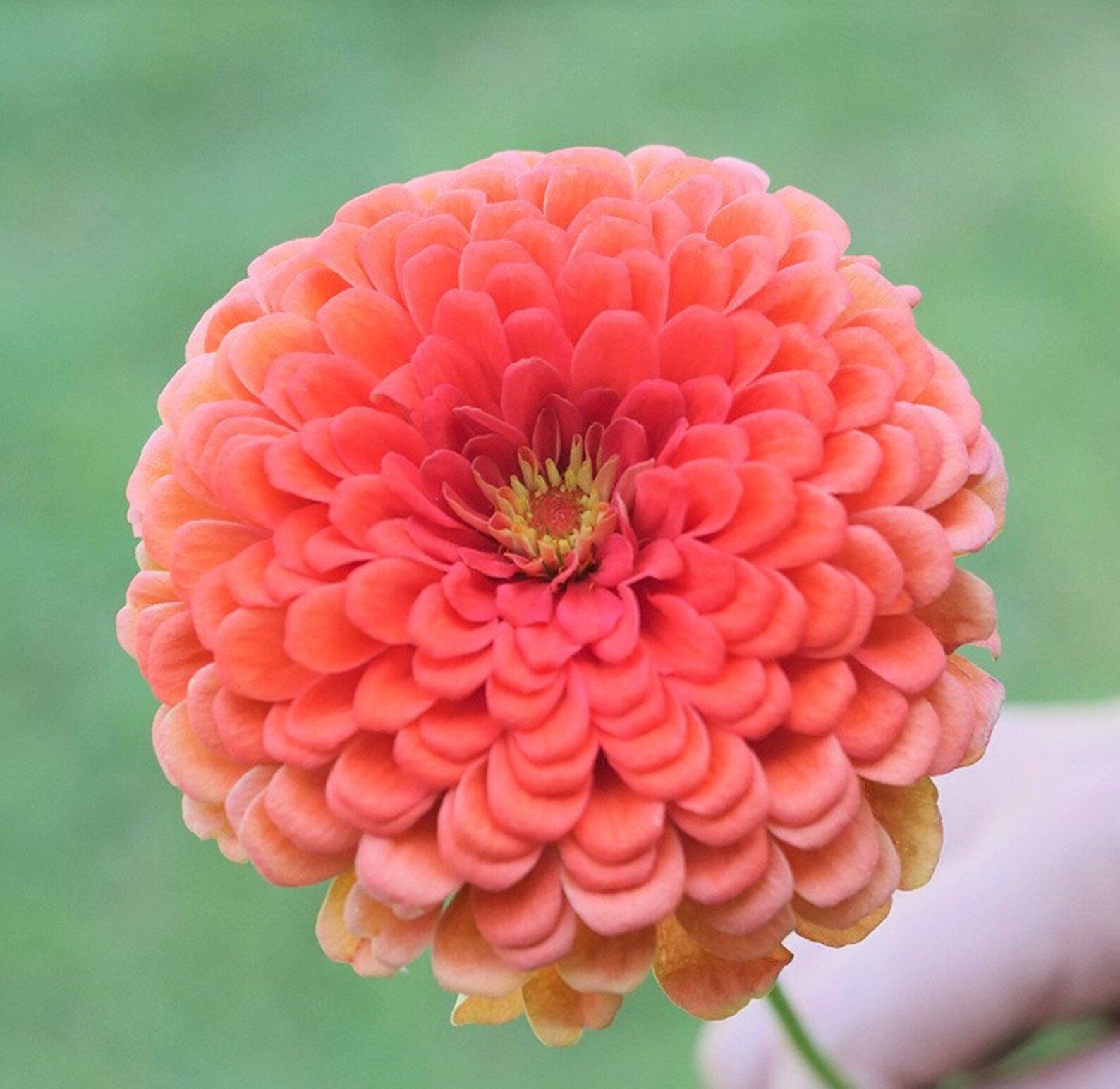Coral Beauty Zinnia Seeds Non GMO Heirloom USA Garden Giant Etsy