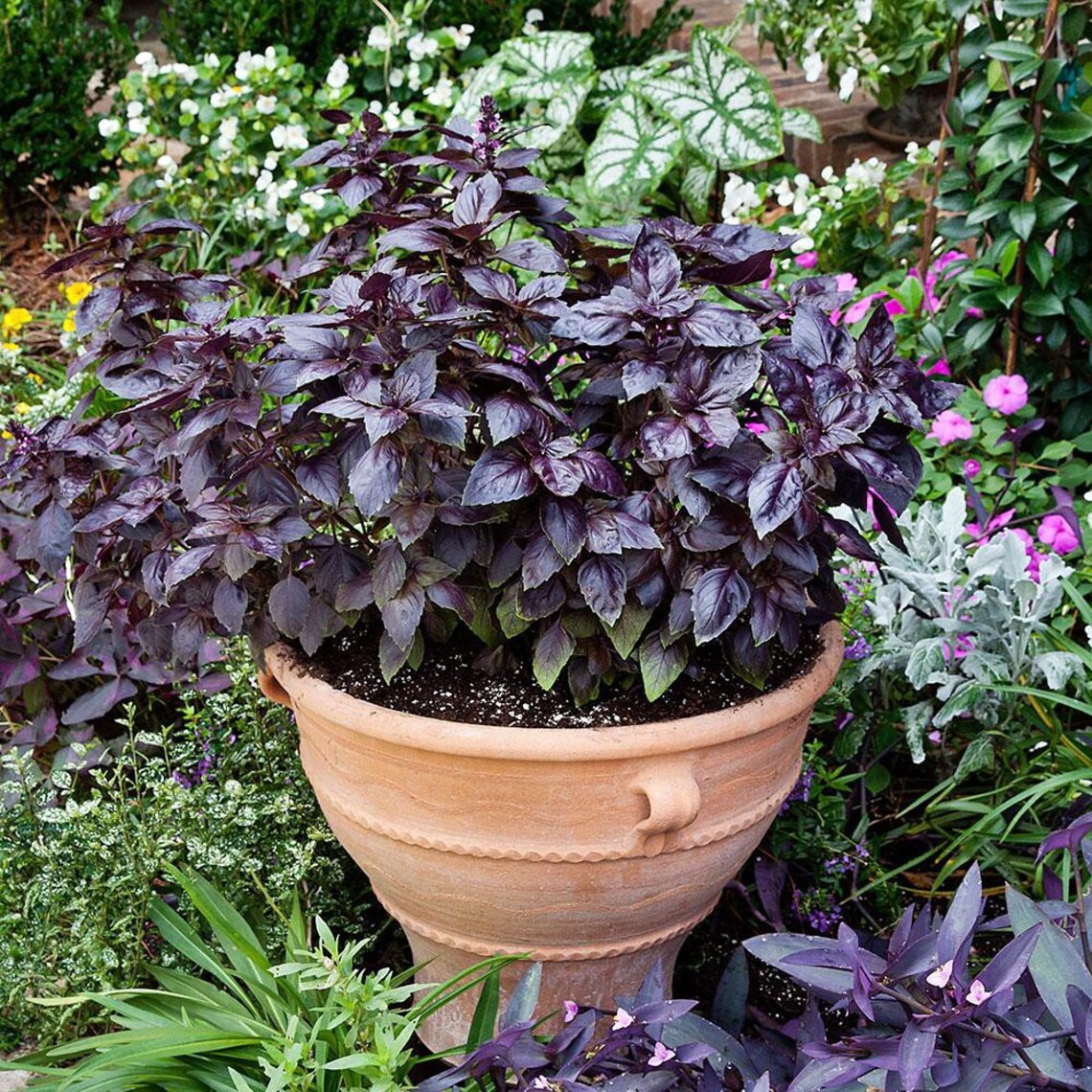 Purple Dark Opal Basil Seeds USA Thai Rubin Asian Herb Etsy