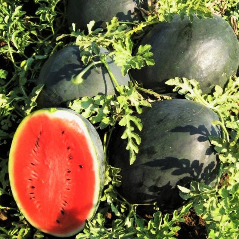 Black Diamond Watermelon Seeds Black Beauty Florida Giant Etsy
