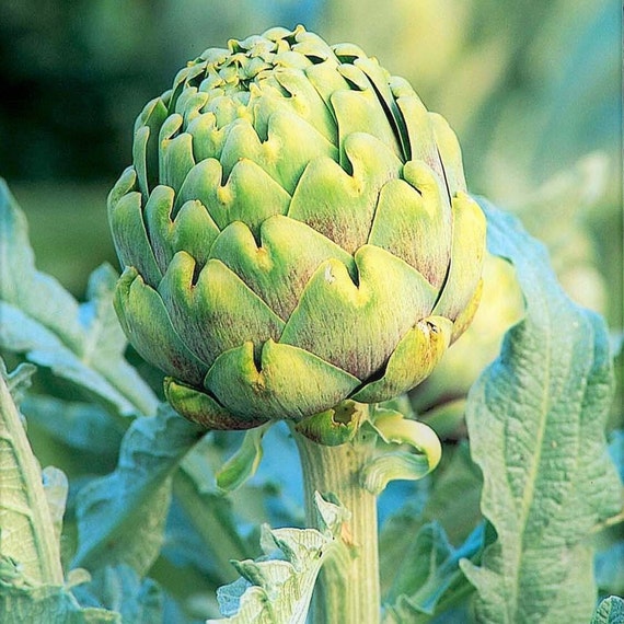 Green Globe Artichoke Seeds Cynara Scolymus Italian Etsy UK