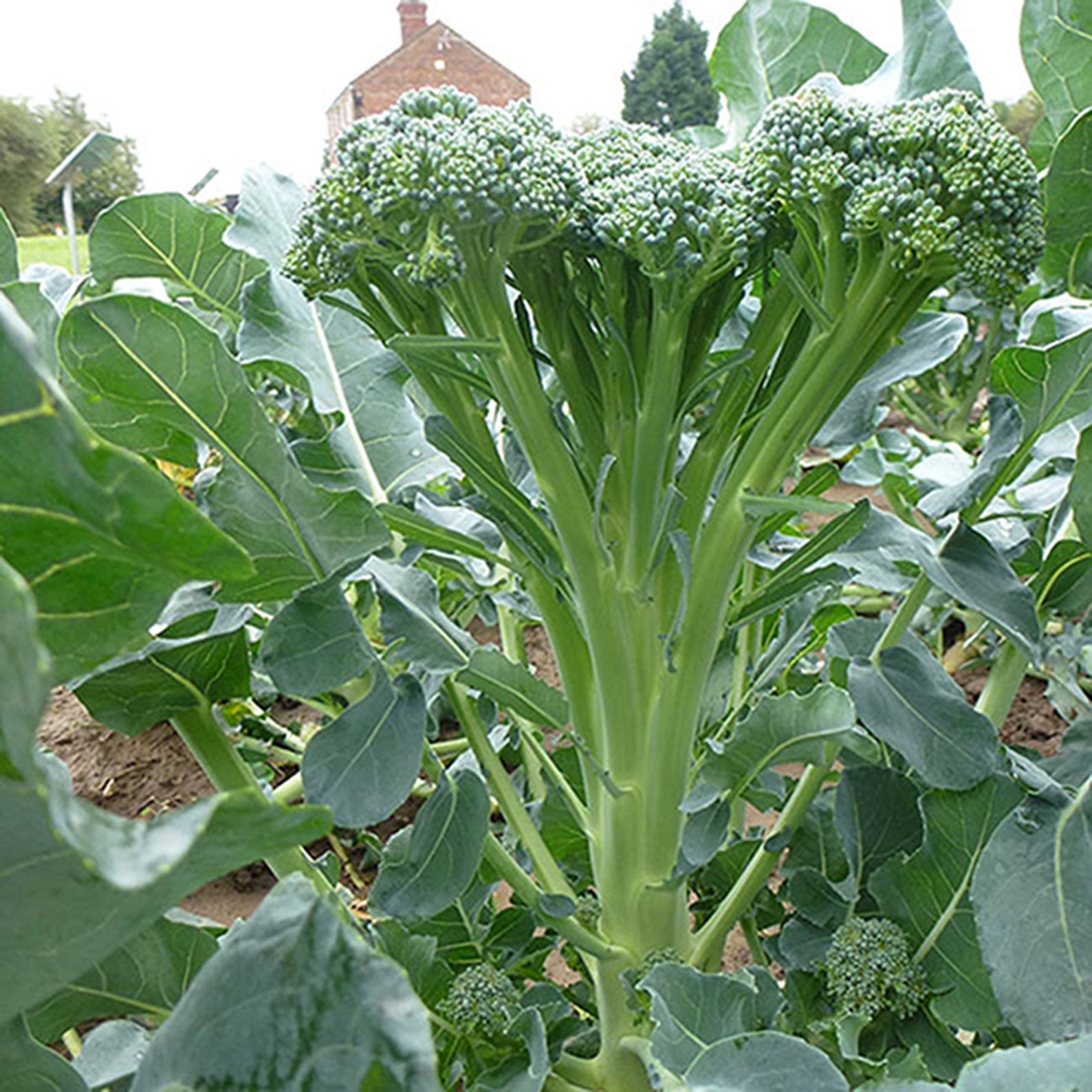 Green Sprouting Calabrese Broccoli Seeds Non GMO Heirloom Etsy