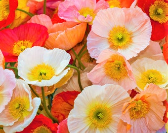Iceland Poppy Seeds | Papaver Paper Poppies Champagne Orange Yellow White Red Artic USA Garden Flower Seed For 2024 Season Fast Shipping