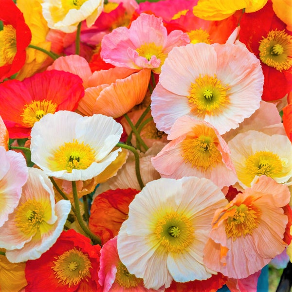 Iceland Poppy Seeds | Papaver Paper Poppies Champagne Orange Yellow White Red Artic USA Garden Flower Seed For 2024 Season Fast Shipping