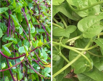 Red and Green Mix Malabar Spinach Seeds | Basella Alba Rubra 蚕菜 Pui Christmas Mix Giant Ceylon Asian Vegetable Seed for 2024 Fast Shipping