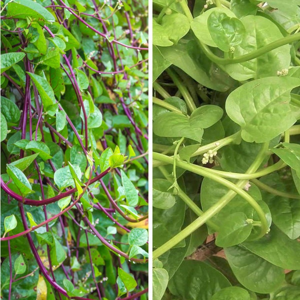 Red and Green Mix Malabar Spinach Seeds | Basella Alba Rubra 蚕菜 Pui Christmas Mix Giant Ceylon Asian Vegetable Seed for 2024 Fast Shipping