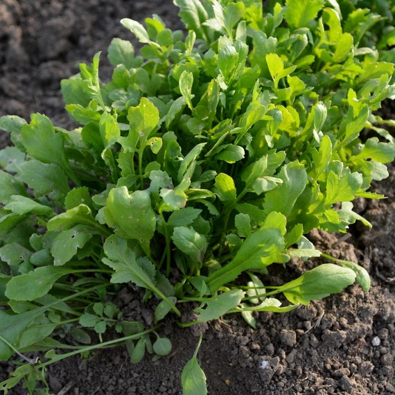 Cress, Curled Seeds - Southern Seed Exchange