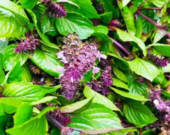 Cinnamon Basil Seeds | For Planting Mexican Spice Sweet Thai Cinnamate Herbal Tea Garden Heirloom Herb Seed For 2024 Season Fast Shipping