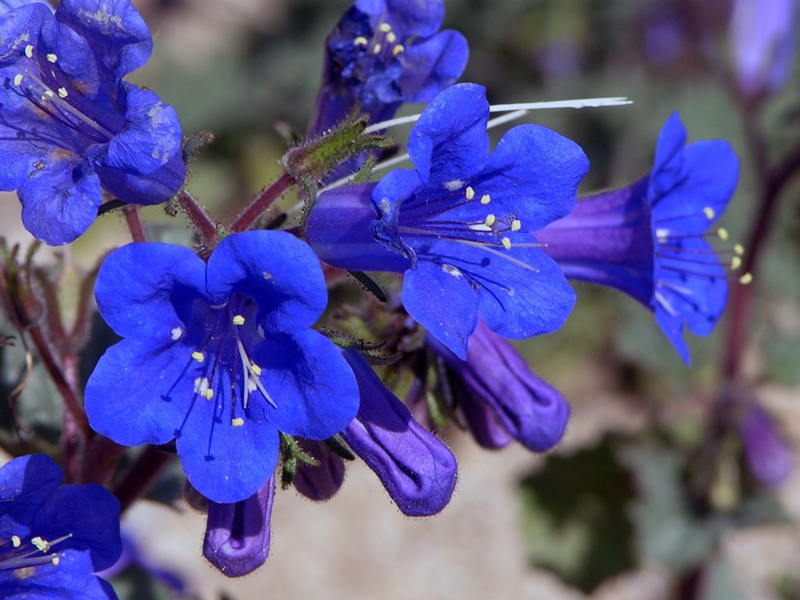 California Bluebell Seeds / Phacelia Campanularia Desert Blue Etsy