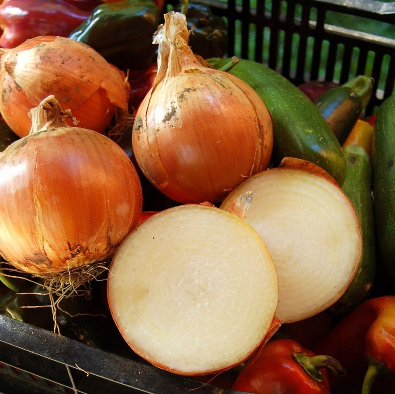 Super Sweet Candy Onion Sets bulbs Yellow Vidalia Onions Etsy