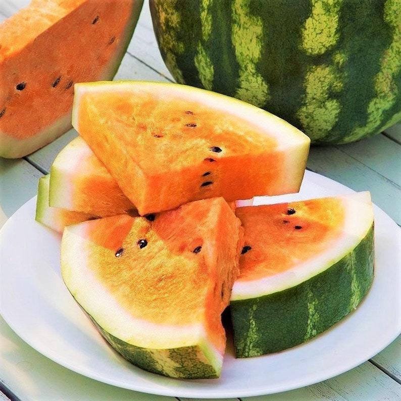 Tendersweet Orange Watermelon Seeds Non GMO Heirloom Etsy