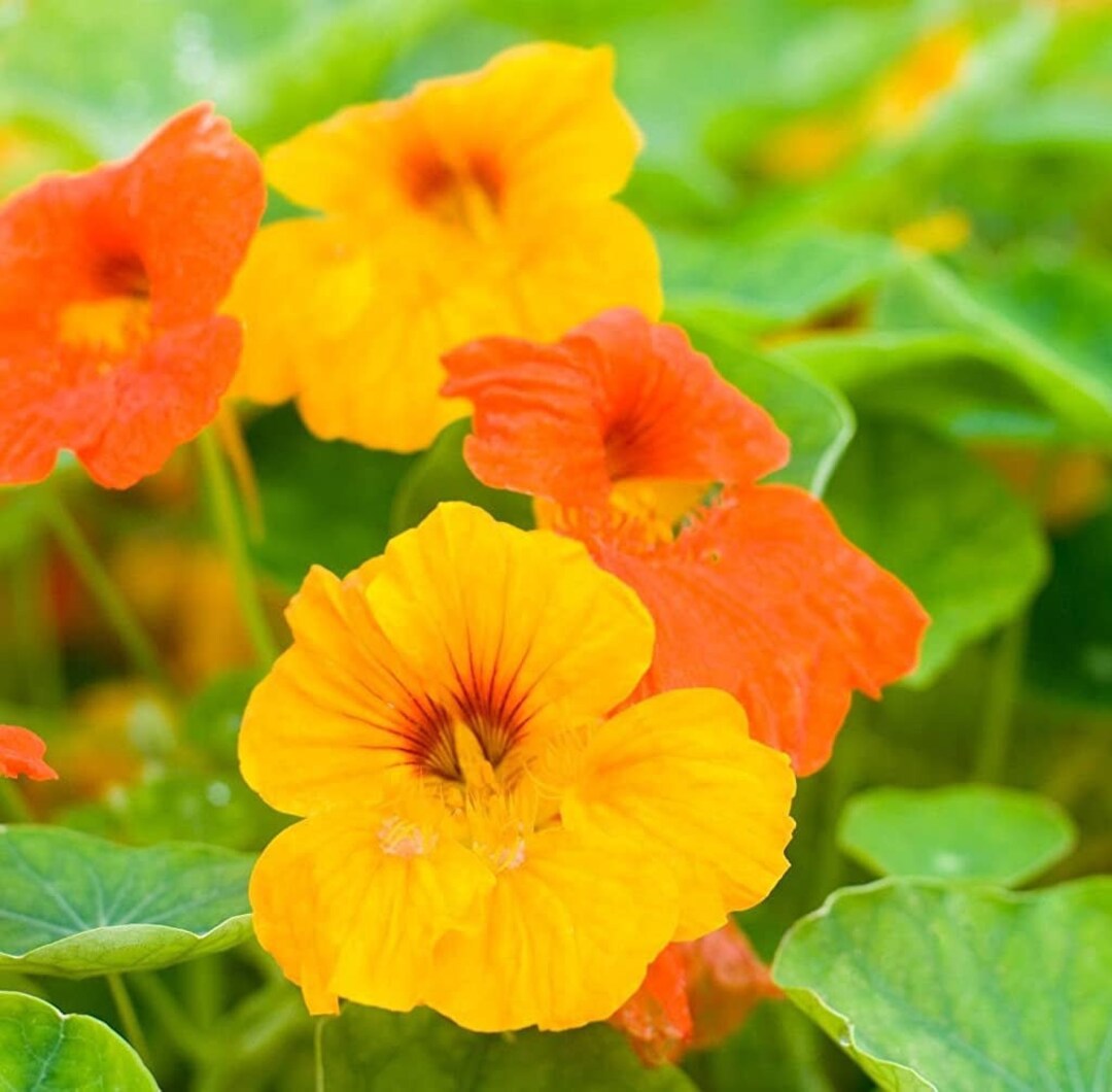 Dwarf Jewel Mix Nasturtium Seeds USA Garden Tropical Multicolor Flower