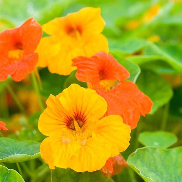 Dwarf Jewel Mix Nasturtium Seeds | USA Garden Tropical Multicolor Flower Orange Yellow Seed Plant Vegetable Seed 2024 Season Fast Shipping