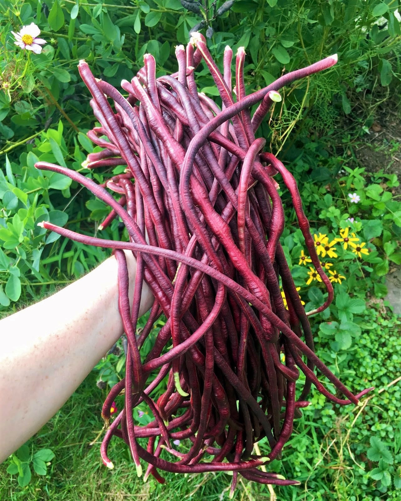 5 Colors Mix Yard Long Bean Multi Variety Vegetable Heirloom