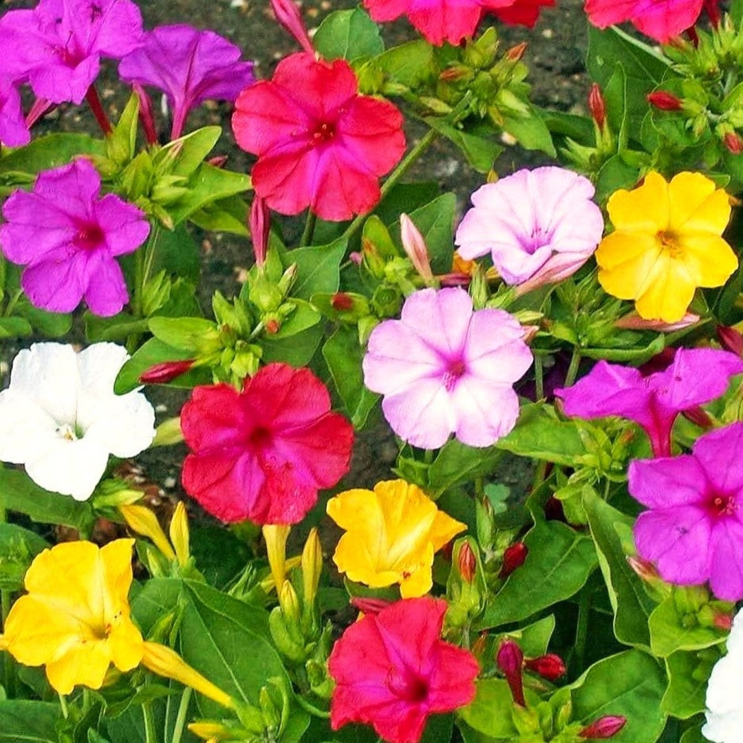 Solid Colors Mix Four O' Clock Seeds Mixed Pink Yellow White Marvel of ...