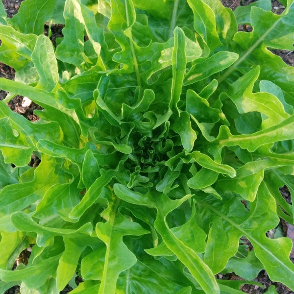 Oak Leaf Lettuce Seeds | Non GMO Heirloom Garden Vegetable Oakleaf Green Looseleaf Salad Spinach Plant Seed For 2024 Season Fast Shipping