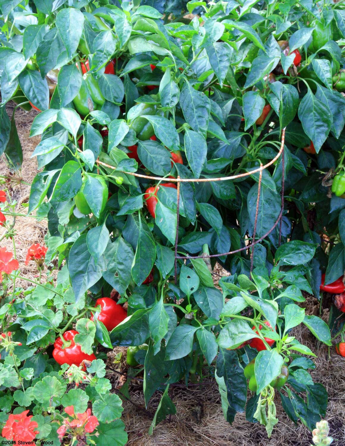 Yolo Wonder Improved Sweet Bell Pepper Seeds Organic Non GMO Etsy