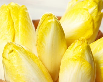 Belgian Endive Seeds (Witloof Chicory) | Witlof Chicon French Brussels Radicchio Perennial Vegetable Seed For 2024 Season Fast Shipping