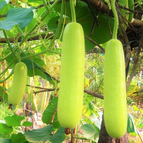 Bottle Gourd Seeds | Non GMO Lauki Dudhi Calabash Long Melon Indian Upo Kaddu Opo Squash Asian Vegetable Seed For 2024 Season Fast Shipping