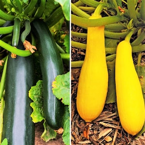 FREE SHIPPING NON-GMO Summer Squash Yellow Crookneck Variety Sizes Sold 
