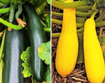 Black and Yellow Summer Squash Seeds Mix - Combination Pack | Black Beauty Zucchini and Straightneck Squash Seed Bundle 2024 Fast Shipping