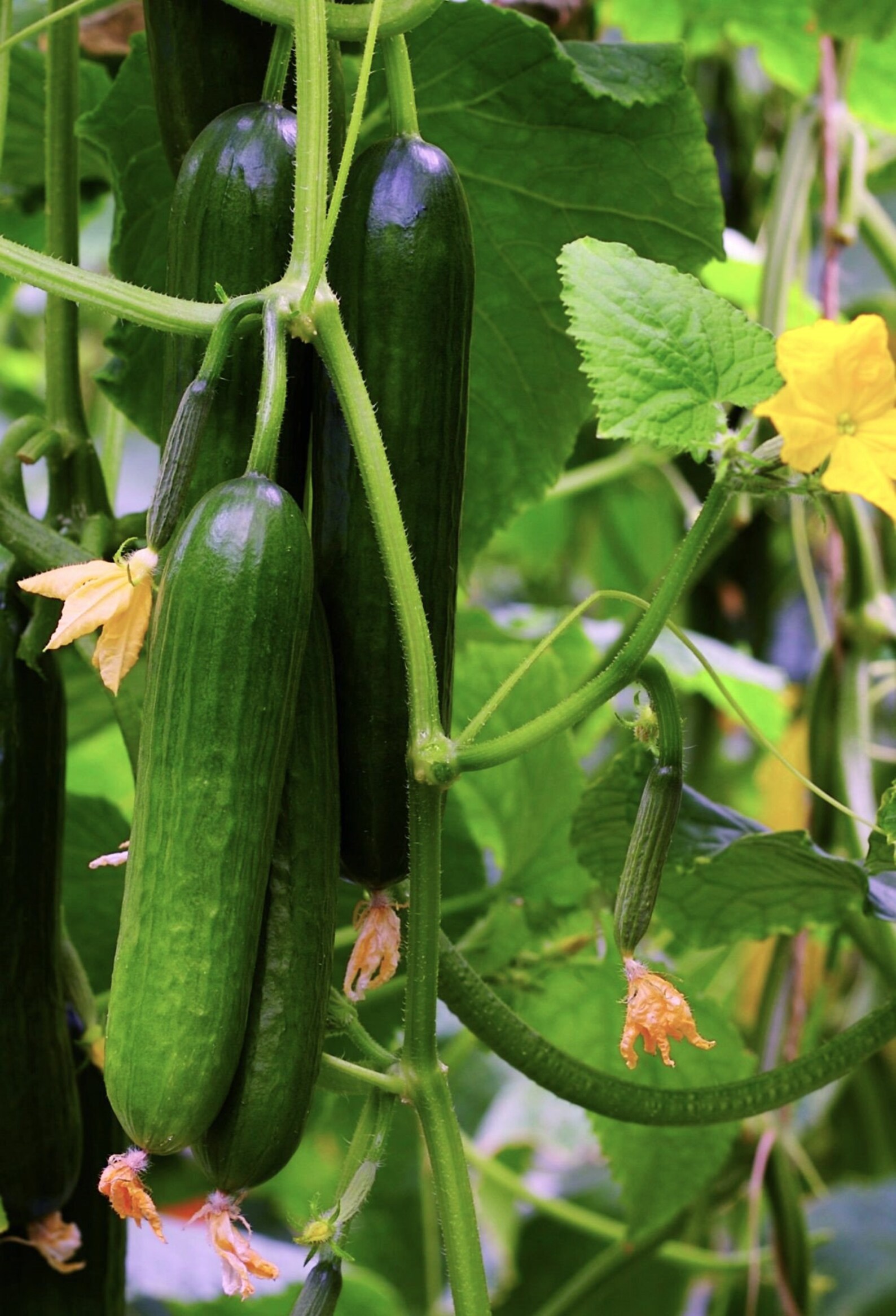 Persian Cucumber Seeds Lebanese Middle Eastern Cucumbers Etsy