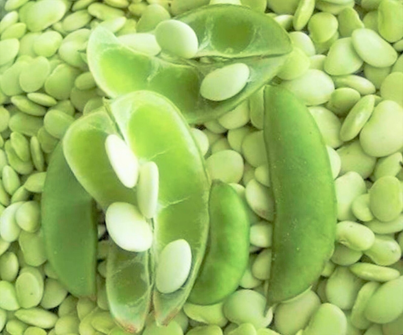 Henderson Lima Bean Seed Baby Butter Beans Heirloom Non GMO Etsy