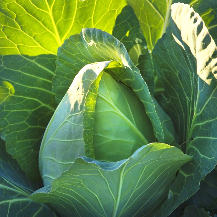 EARLY JERSEY WAKEFIELD CABBAGE SEEDS Sweet and Flavorful Heirloom