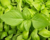 Lemon Thai Basil Seeds Heirloom Lao Balm Asian Herb Bouquet Vietnamese Tropical Herbs Garden Vegetable Seed NonGMO 2022 Fast Shipping
