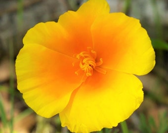 Coastal California Poppy Seeds | E. californica var. maritima Cup of Gold Yellow Orange Perennial Poppies USA Flower Seed 2024 Fast Shipping