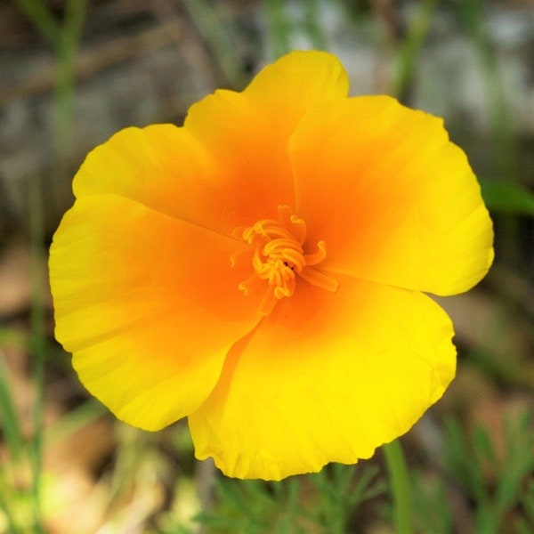Coastal California Poppy Seeds | E. californica var. maritima Cup of Gold Yellow Orange Perennial Poppies USA Flower Seed 2024 Fast Shipping