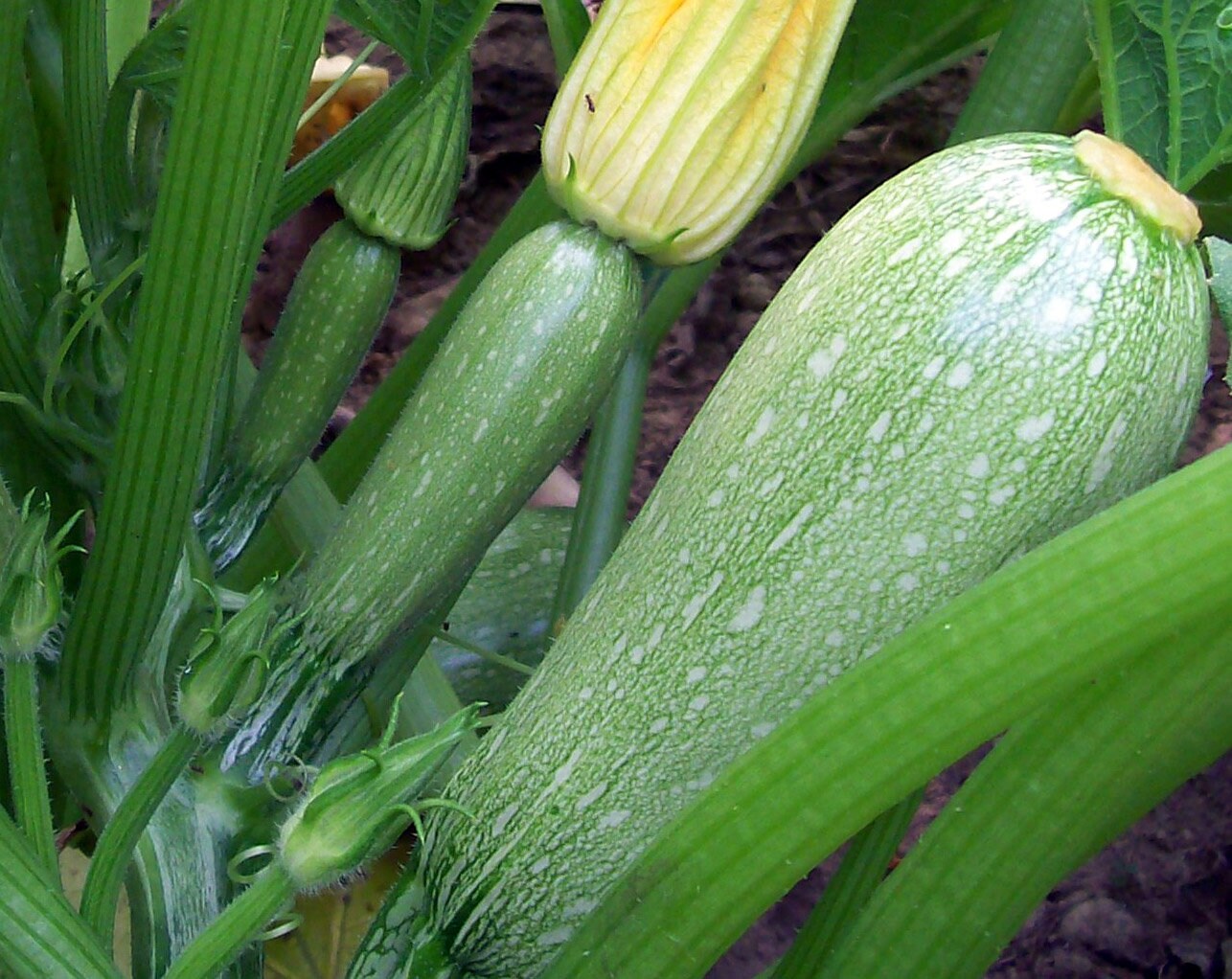 Grey Zucchini Seeds Mexican Gray Summer Squash Kousa Etsy
